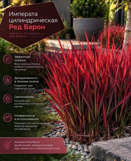 Императа Ред Барон (цилиндрическая)